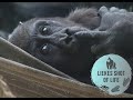 GORILLA TODDLER THANDIE WANTS TO PLAY WITH HER BABY SISTER