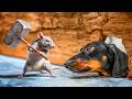 The Mouse Strikes Back! Cute &amp; funny dachshund dog video!