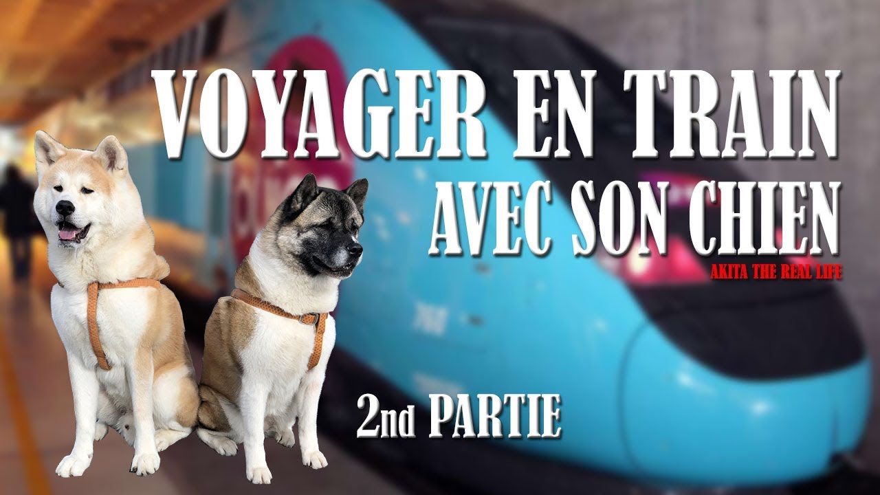 voyager train avec chien