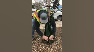 Tree Care Tip 4: Water Bags Tutorial