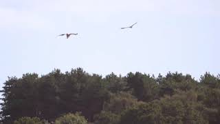 Un-ringed migrant Ospreys fishing in Lytchett Bay  - 25/08/23 - Paula Shepherd by birdsofpooleharbour 1,047 views 8 months ago 1 minute, 36 seconds