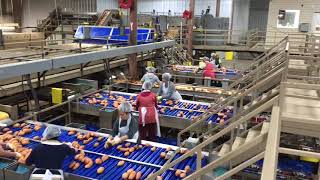 Ham Farms Sweet Potatoes