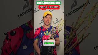 крыжовник без шипов это реальность