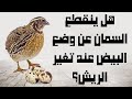 هل ينقطع السمان عن وضع البيض عند تغير الريش؟