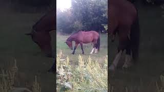 Horse Stallion Merin Erekt 2