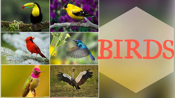 BIRDS Name and Sounds | Learn bird Species in English | Natural Birds Sounds and Names |2020