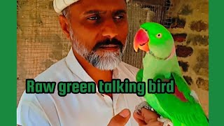 Raw beautiful pair good looking breed are pair season 2024 / nice raw breeding pair talking /dancing by Birds Lover  43 views 2 months ago 38 seconds