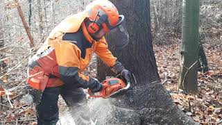The best job is a lumberjack and felling several trees with a chainsaw!