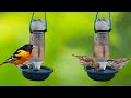 How to make bird water feeder, DIY homemade plastic bird water drinking pot,