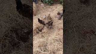 Hen and chicks food eating Video #hen#chicksfeed #chicks