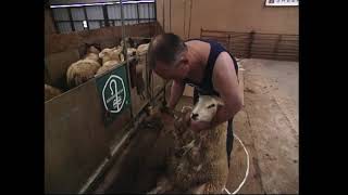 First Steps in Shearing