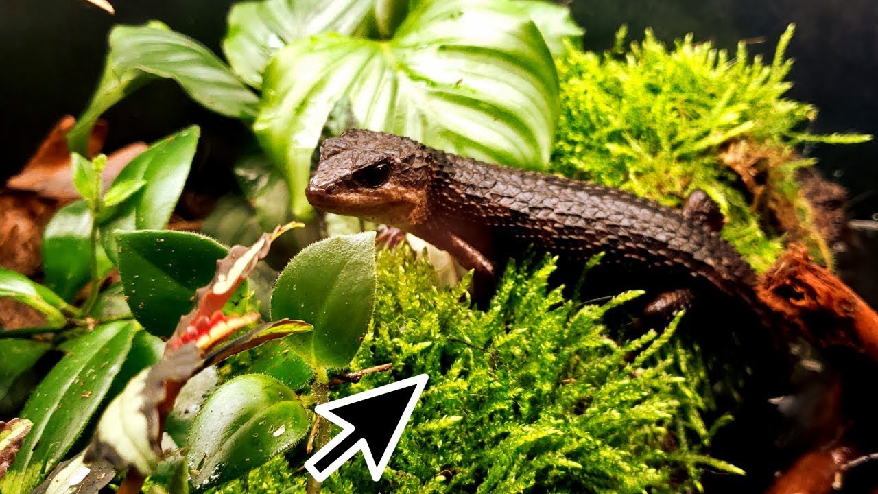 planted design Problems with Paludarium and Awesome Moss!!