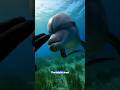 This Dolphin Asked a Human for Help… What Happened Next Is Unreal 🐬😨
