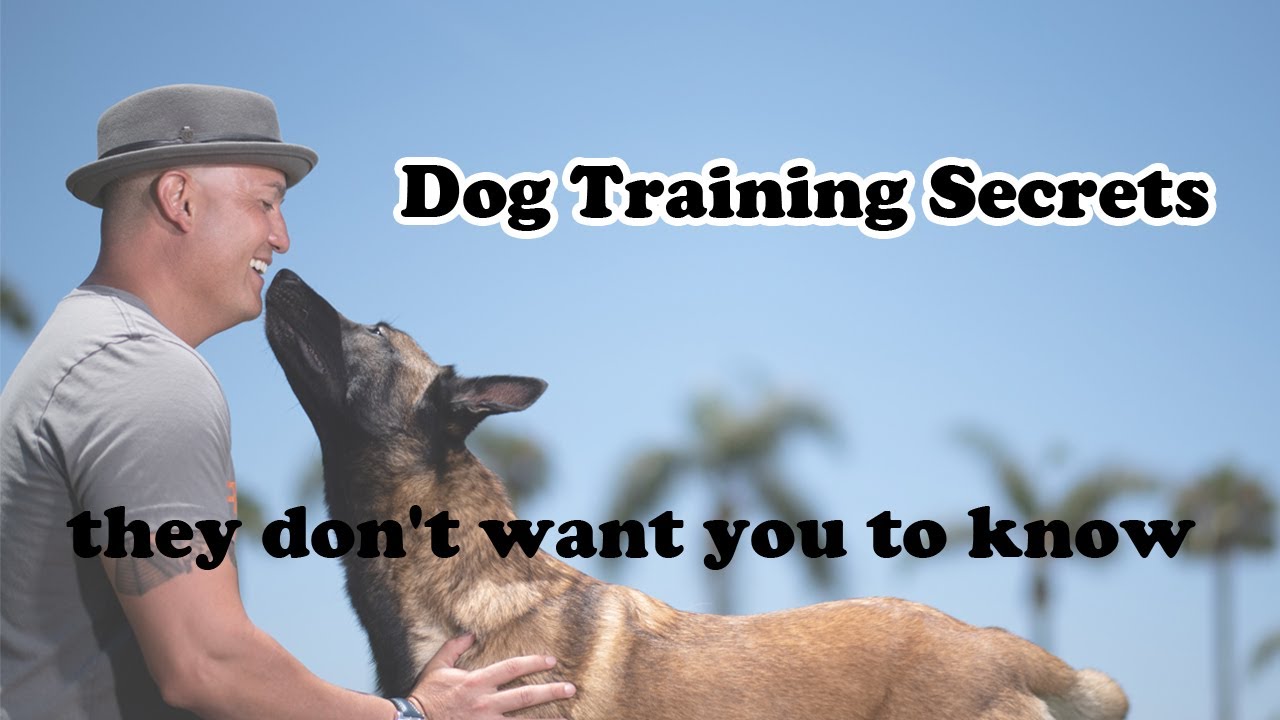 dog training secrets they don't want you to know YouTube