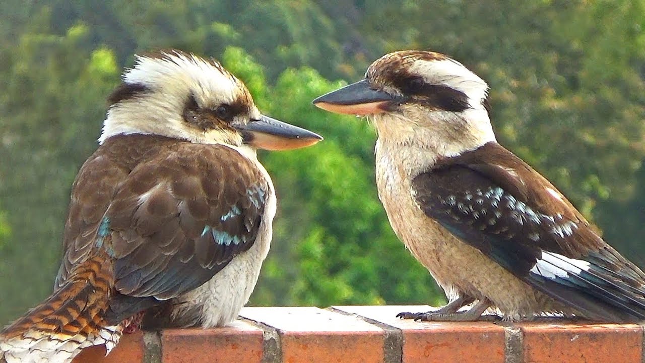 Laughing Kookaburra Takes a Bath and Laughs (w Music) - YouTube