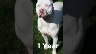 White Pitbull Transformation