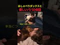おしゃべりダックスと優しいパパの会話