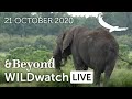 WILDwatch Live | 21 October, 2020 | Morning Safari | South Africa