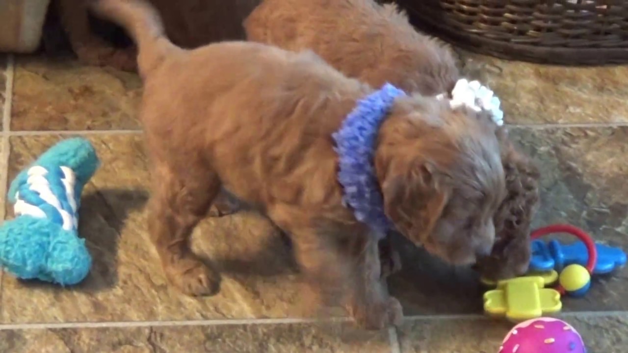 Bosco, Bailey, Bandit, Buster and Bruno.....(with sister Bella SOLD) doodle معنى