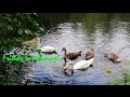 The Private Life of birds - Swans on the lake, baby swan