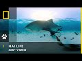 HAI LIFE - 360° Begegnung mit Tigerhaien - NatGeo Wild | National Geographic HD