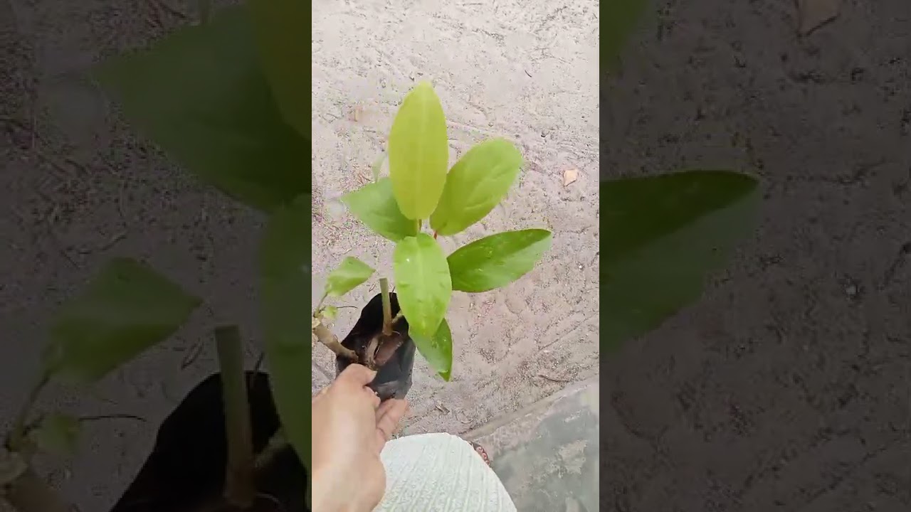 ##Low cost plants available whatsapp 9656961799 Hannahs home garden 🏡 Alappuzha ##