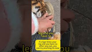 Ifa tiger bites your leg and you have no other way out, you can try pinching its nose# #funny#tiger