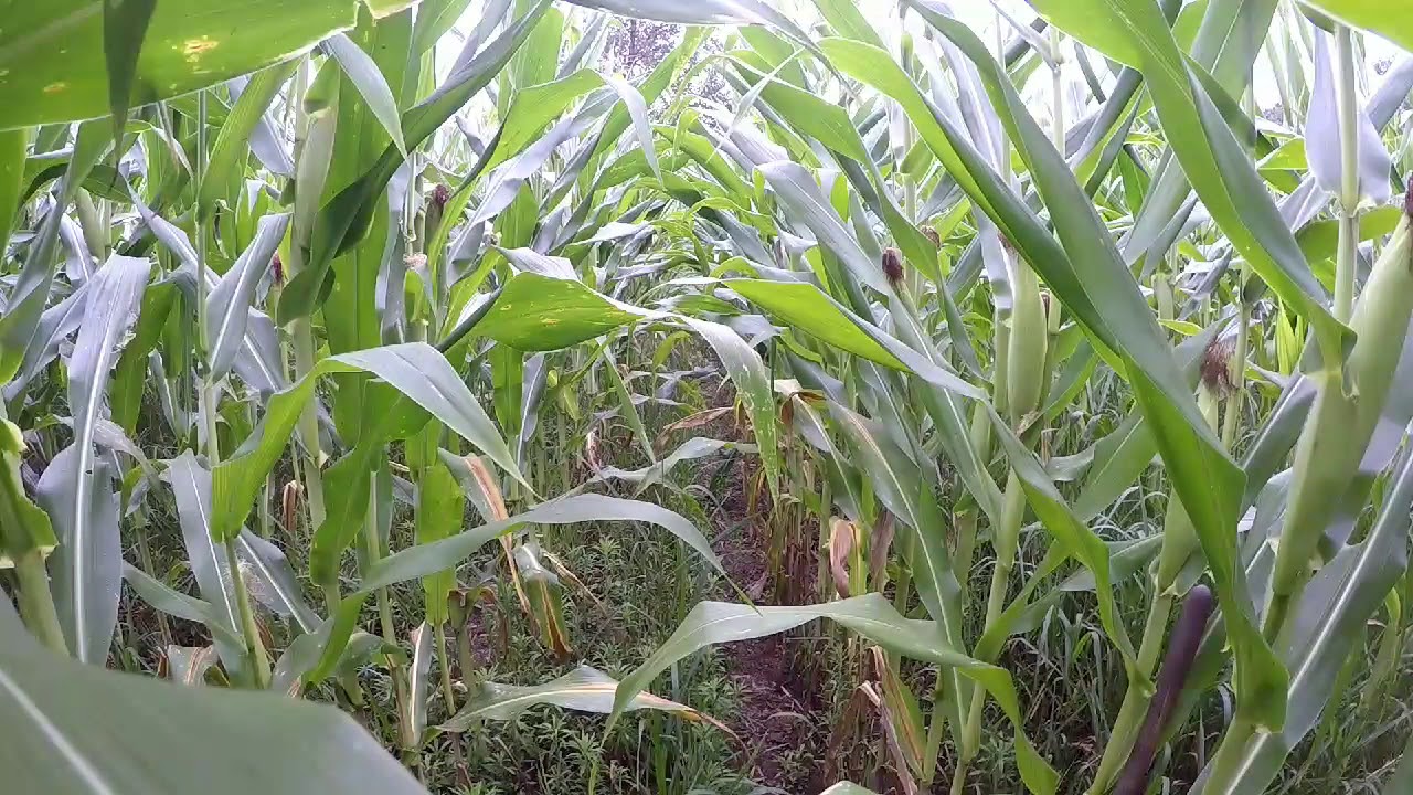 Pa Arrowhead Hunting, and some other goodies. YouTube