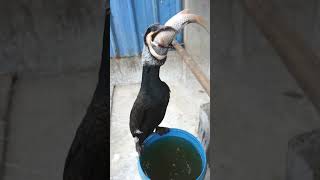 Great Cormorant Eats The Whole Fish Instantly #Fishing  #Bird #Wildlife