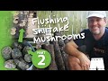 How To Grow Shiitake Mushrooms On Oak Logs | Part 2: Flushing