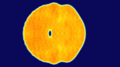 Coherent cavitation in the collision of two light droplets