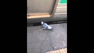 Smart Eagle.webm