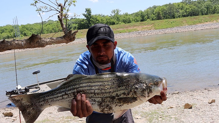 River Stripper Fishing and Cooking Part 2
