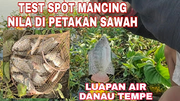 Mancing ikan nila disawah luapan air danau tempe @BUGISMANCING