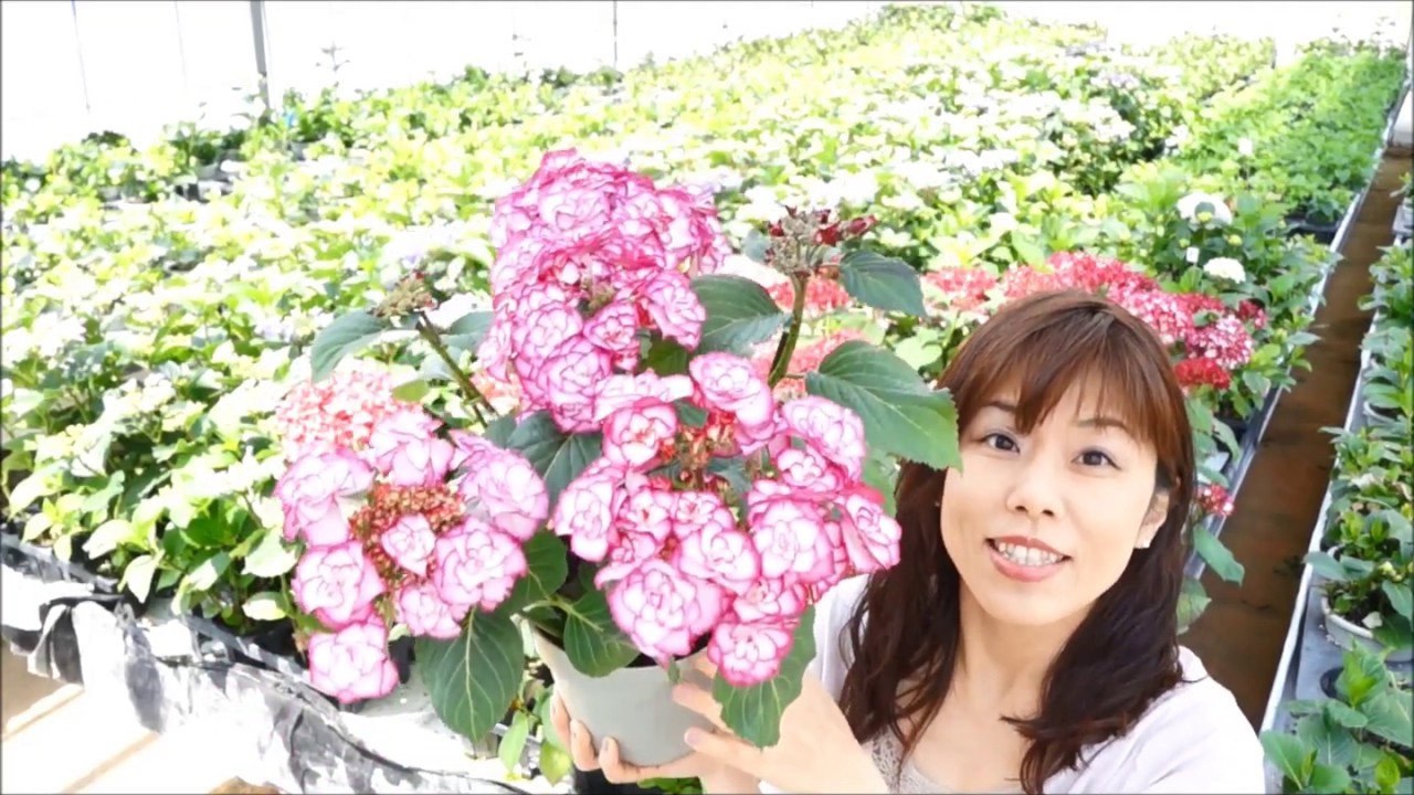 母の日あじさい ユリカブルー 育て方 Youtube Sakamotoengei さかもと園芸 ギフト プレゼント 鉢花 Hydrangea Cyclamen シクラメン 群馬の鉢花 Youtube