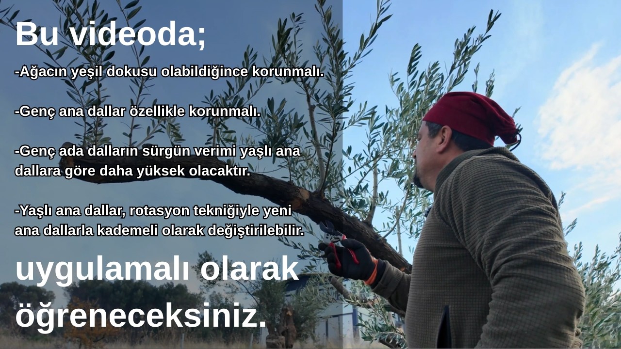 BAKIMSIZ ZEYTİN AĞAÇLARINDA GENÇLEŞTİRME BUDAMASI 2. BÖLÜM/ DR. OZAN VERYERİ