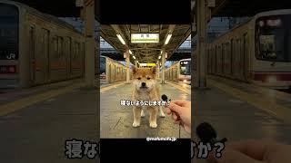 #豆柴  #柴犬のいる暮らし  #電車  #高尾  #癒し犬