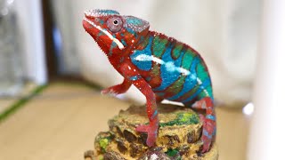 ロビ族　カメレオン mqdefault.jpg