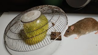 Best Electric fan guard Mouse Trap/How to make a Homemade Electric fan guard  Mousetrap/Balloon trap