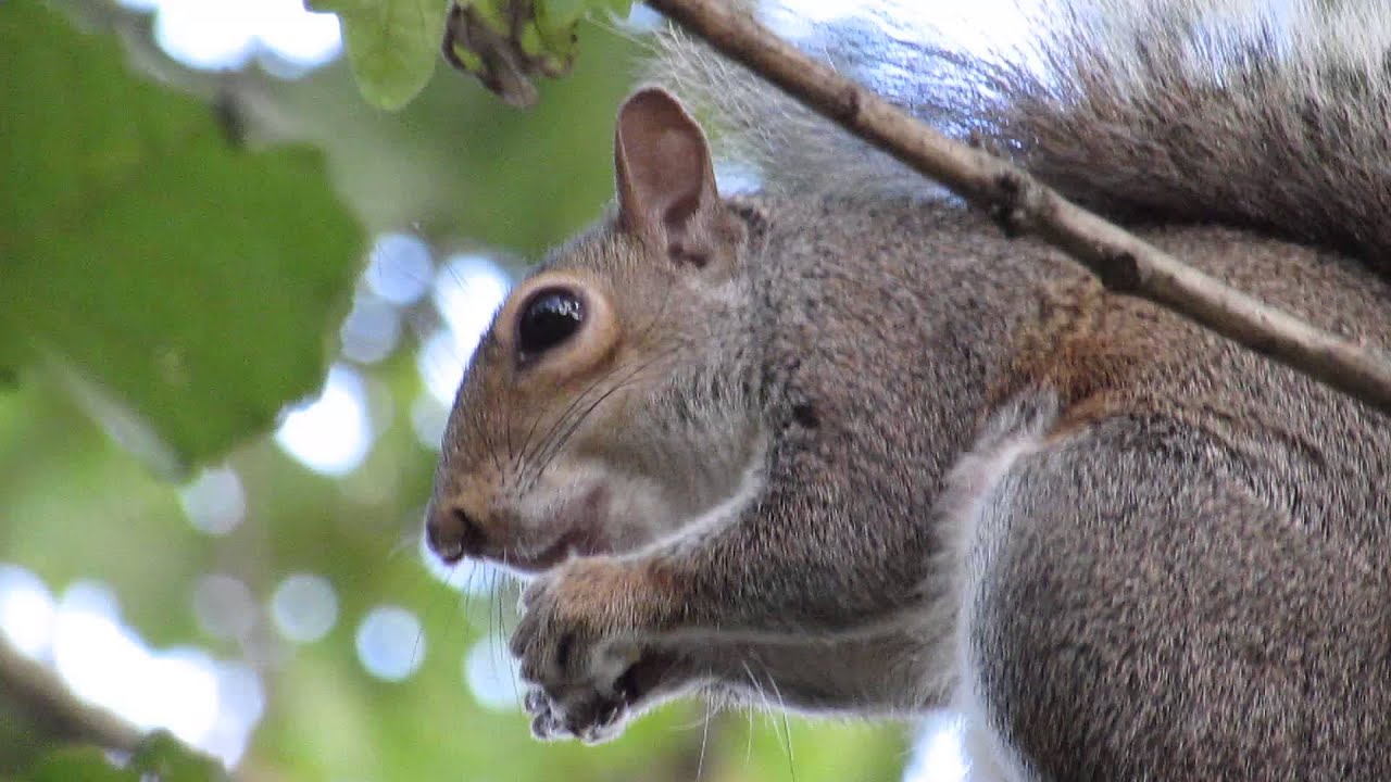 Squirrel Squealing with Delight eating A Tasty Chestnut! YouTube