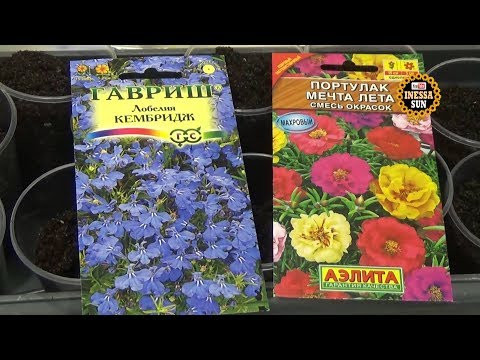 Лобелия и портулак.