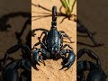 #scorpion #amazingfacts #factsuniversal #facts #ytshorts