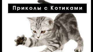 Приколы с котами! СУПЕР ПОДБОРКА!...