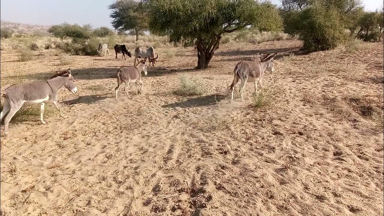 Donkey Mating Cow Vs Donkey Fighting Donkey video Donkey Voice