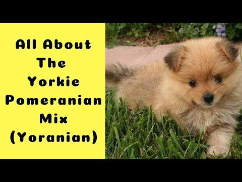 All About The Yorkie Pomeranian Mix (Yoranian)