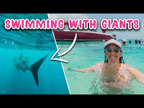 Video: N Gids vir swem met walvishaaie in Mexiko