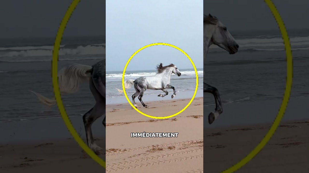 Il Retrouve Son Ancien Propriétaire… Et Sa Réaction Est Émouvante ! 🐴❤️