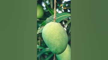 Kỹ Thuật Chăm Sóc Và Bón Phân Cho Cây Xoài Trĩu Quả 🥭 #phanbonvietnga  #agriculture