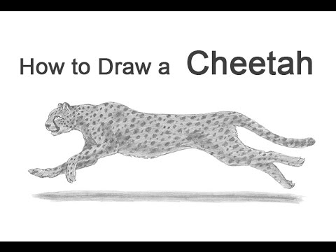 How to Draw a Cheetah Running YouTube