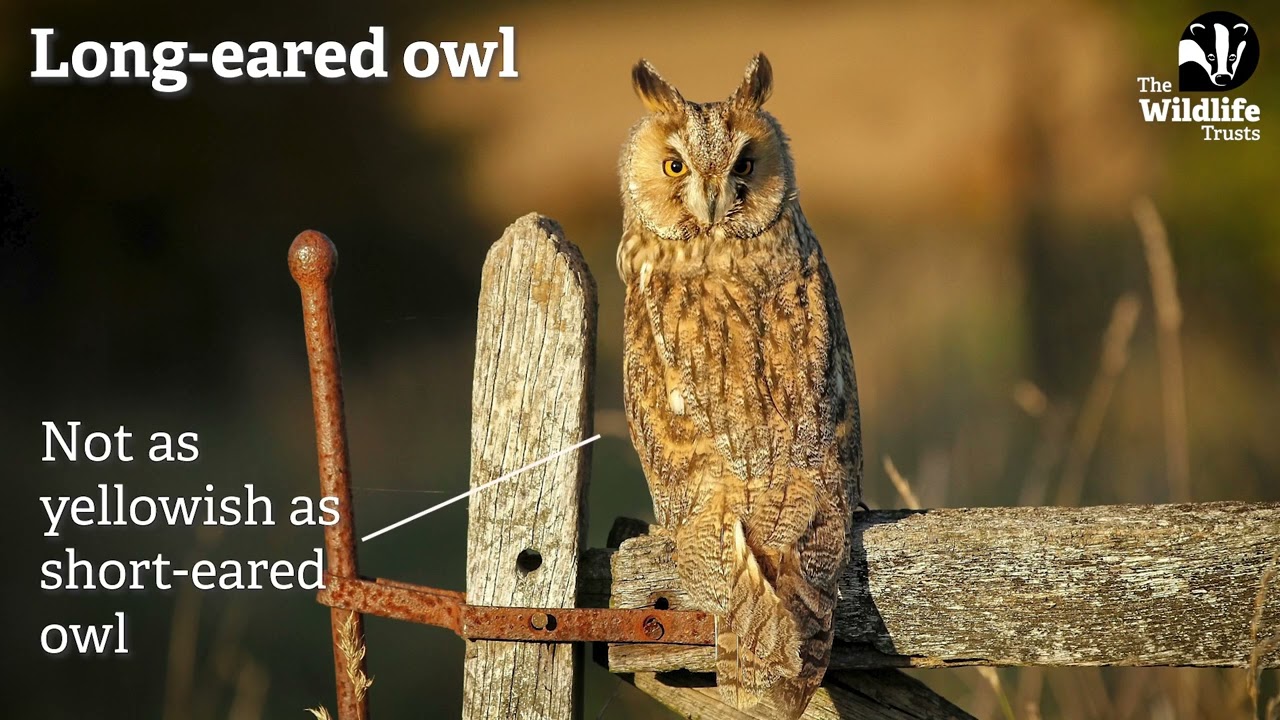 How to identify owls